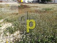 Jardín