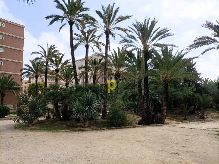 Long time Rental - Apartment / Flat - Elche - Altabix - University