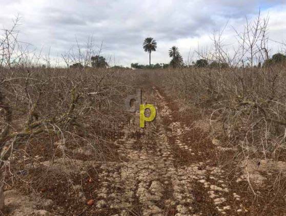 Venta - Suelo - Elche Pedanías - Asprillas