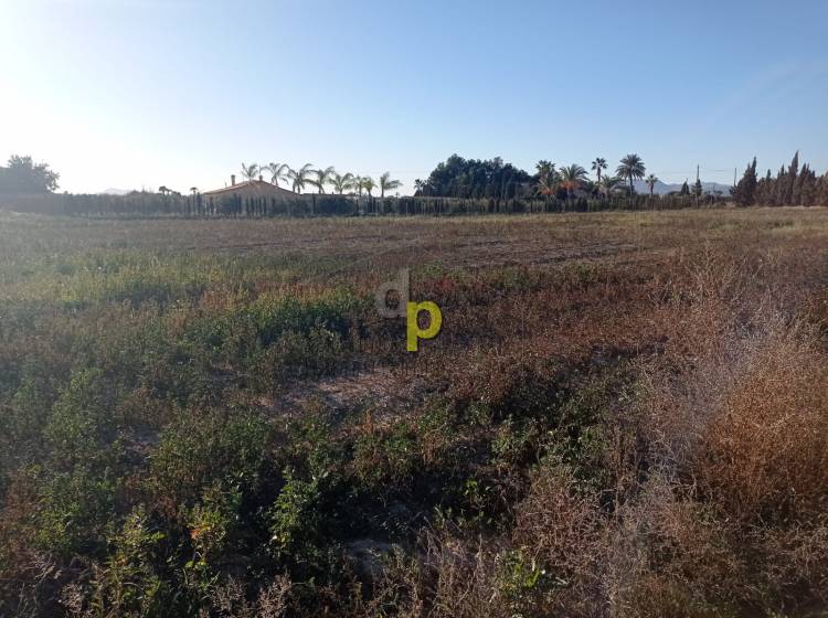 Venta - Finca Rústica - Elche Pedanías - Las Bayas