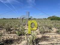 Sale - Country House - Elche Pedanías - Las Bayas