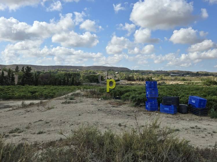 Venta - Finca Rústica - Torrellano - Santa Ana