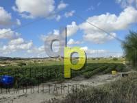 Venta - Finca Rústica - Torrellano - Santa Ana