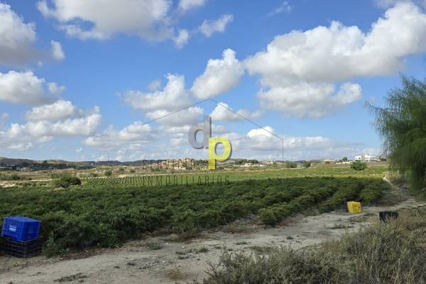 Finca Rústica - Venta - Torrellano - Santa Ana