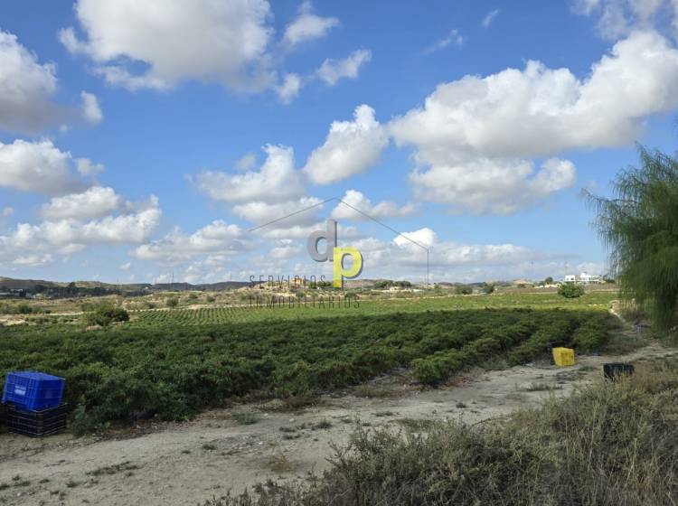 Venta - Finca Rústica - Torrellano - Santa Ana