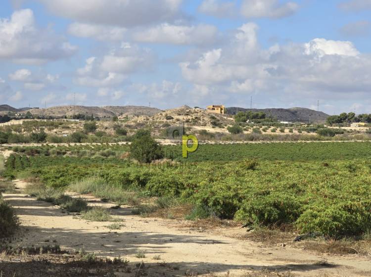 Venta - Finca Rústica - Torrellano - Santa Ana