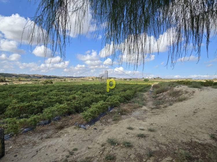 Venta - Finca Rústica - Torrellano - Santa Ana