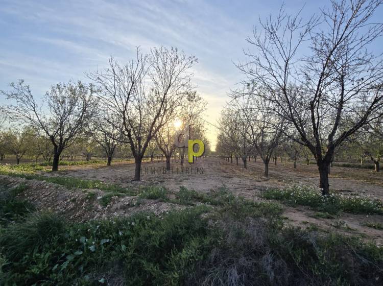 seasonal rental - Rustic Finca - Altet - Aeropuerto