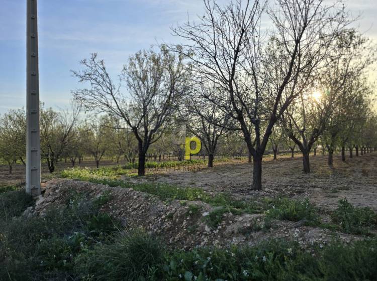 seasonal rental - Rustic Finca - Altet - Aeropuerto