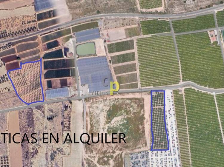 seasonal rental - Rustic Finca - Altet - Aeropuerto